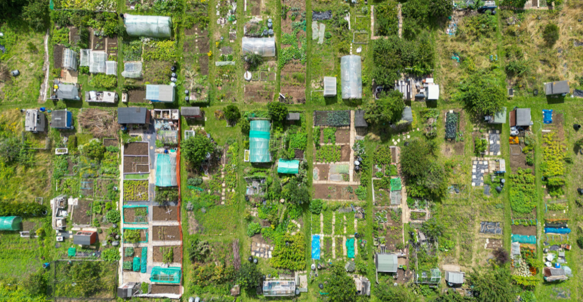 Allotment site